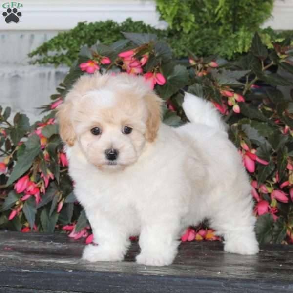 Kiara, Havapoo Puppy